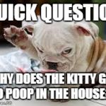 Question Puppy | QUICK QUESTION WHY DOES THE KITTY GET TO POOP IN THE HOUSE?? | image tagged in question puppy | made w/ Imgflip meme maker