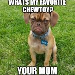 Grumpy dog | WHATS MY FAVORITE CHEWTOY? YOUR MOM | image tagged in grumpy dog,memes,funny animals | made w/ Imgflip meme maker