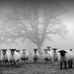 Creepy Sheep