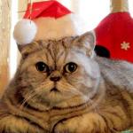 Christmas Cat meme