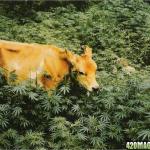 cow in grass