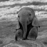 Baby Elephants are sad