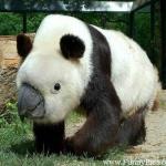 Panda beak