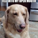 An idea for a meme that I have | CHASED A SQUIRREL UP A TREE TODAY. IT SLIPPED ON A BRANCH AND FELL INTO MY OPEN MOUTH TODAY WAS A GOOD DAY | image tagged in today was a good day dog,memes,funny | made w/ Imgflip meme maker
