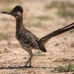 Road Runner