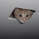 Ceiling Cat High-Res