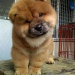 Chow Chow