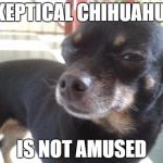 Skeptical Chihuahua | SKEPTICAL CHIHUAHUA IS NOT AMUSED | image tagged in skeptical chihuahua | made w/ Imgflip meme maker