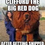 Big Red Dog | CLIFFORD THE BIG RED DOG AFTER GETTING SNIPPED | image tagged in big red dog | made w/ Imgflip meme maker