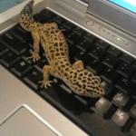 Leopard Gecko named Lana