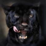 Hungry Panther