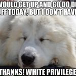 white dog | I WOULD GET UP AND GO DO DOG STUFF TODAY, BUT I DON'T HAVE TO. THANKS! WHITE PRIVILEGE. | image tagged in white dog,memes,funny dogs,dogs,funny animals | made w/ Imgflip meme maker