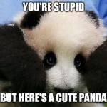 Cute Panda | YOU'RE STUPID BUT HERE'S A CUTE PANDA | image tagged in cute panda | made w/ Imgflip meme maker