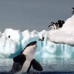 Killer Whale And Seal