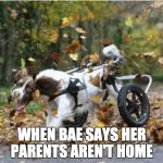 Silly dog | WHEN BAE SAYS HER PARENTS AREN'T HOME | image tagged in silly dog | made w/ Imgflip meme maker