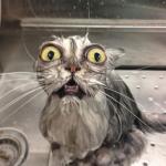 Wet Scary Cat