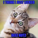 Random Cat | I THINK I JUST LICKED DEEZ NUTZ | image tagged in random cat | made w/ Imgflip meme maker