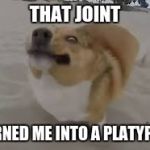 FAIL DOGEY STYLE | THAT JOINT TURNED ME INTO A PLATYPUS | image tagged in fail dogey style | made w/ Imgflip meme maker