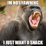 I'm not Yawning | IM NOT YAWNING I JUST WANT A SNACK | image tagged in i'm not yawning | made w/ Imgflip meme maker
