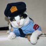 police cat meme