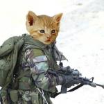 Special Forces cat meme