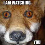watchful fox | I AM WATCHING YOU | image tagged in fox,watching | made w/ Imgflip meme maker