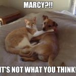 Cats and dogs living together | MARCY?!! IT'S NOT WHAT YOU THINK! | image tagged in cats and dogs living together | made w/ Imgflip meme maker