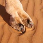 camel toe meme