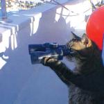 Cat with binoculars 