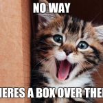 Kitten | NO WAY THERES A BOX OVER THERE | image tagged in kitten | made w/ Imgflip meme maker