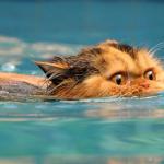 Swimming Cat meme