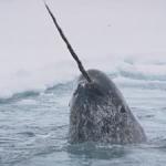 Lionel Richie narwhal 