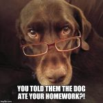 The dog ate your homework  | YOU TOLD THEM THE DOG ATE YOUR HOMEWORK?! | image tagged in chuckie the chocolate lab,homework,funny memes,glasses,dog,labrador | made w/ Imgflip meme maker