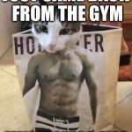 Cat workout | JUST CAME BACK FROM THE GYM FEELING PURRR-FECT | image tagged in muscle cat | made w/ Imgflip meme maker