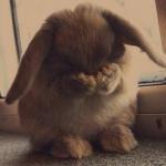 Frustrated Bunny