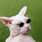 sunglasses cat meme