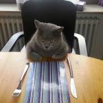 Catsit