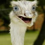 Surprised ostrich