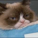 Grumpy Cat meme