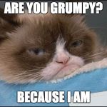 Grumpy Cat | ARE YOU GRUMPY? BECAUSE I AM | image tagged in grumpy cat | made w/ Imgflip meme maker