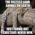 cheetah | THE FASTEST LAND ANIMAL ON EARTH JUST FOUND OUT CHEETAHS NEVER WIN. | image tagged in cheetah | made w/ Imgflip meme maker