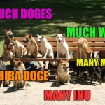 DOGES! | SUCH DOGES MANY INU MUCH WOW SHIBA DOGE MANY MEME | image tagged in doges | made w/ Imgflip meme maker