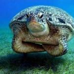 Disappointed sea turtle