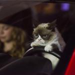 grumpy cat driving