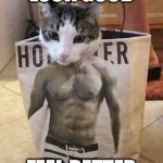 Muscle cat | LOOK GOOD FEEL BETTER | image tagged in muscle cat | made w/ Imgflip meme maker