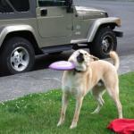Crap Frisbee dog  meme