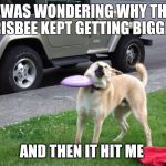 Crap Frisbee dog  | I WAS WONDERING WHY THE FRISBEE KEPT GETTING BIGGER AND THEN IT HIT ME | image tagged in crap frisbee dog,dog,frisbee,catch,fail,epic fail | made w/ Imgflip meme maker