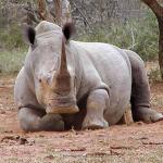 Sad rhino