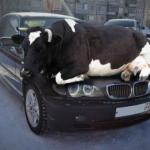 Cow on car bmw