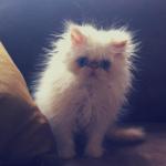 Fuzzy white kitten meme